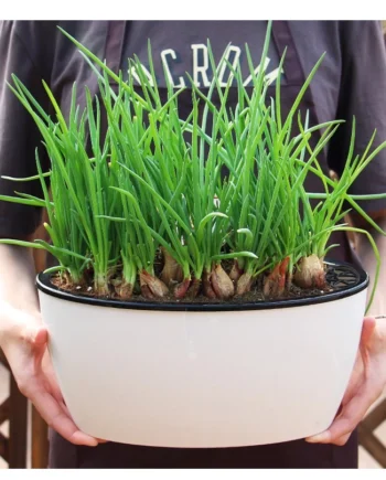 Locaupin Self Watering Planter Flower Pots Multicolor Balcony Garden Plant Planter Baskets Fence Bucket Pots