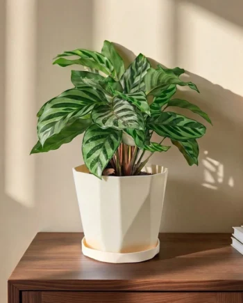 Household Plastic Flower Pot Small Pot Designed for Succulents Cactus and Pothos with Bottom Tray