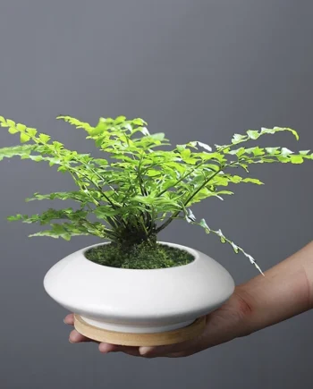 BMC Cross-border modern fashionable minimalist internet celebrity white porcelain flower pot orchid lucky bamboo POT1070