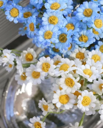Big 4 Home 30 flowers Holland Chamomile Artificial Flowers | Small Daisy Bouquets Home Living Wedding Bouquets  4.8  33 ratings 611 Sold